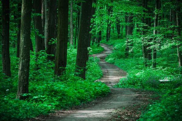 Hermoso bosque verde con luz solar — Foto de Stock