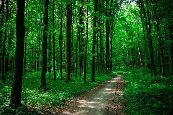 Hermoso bosque verde con luz solar — Foto de Stock