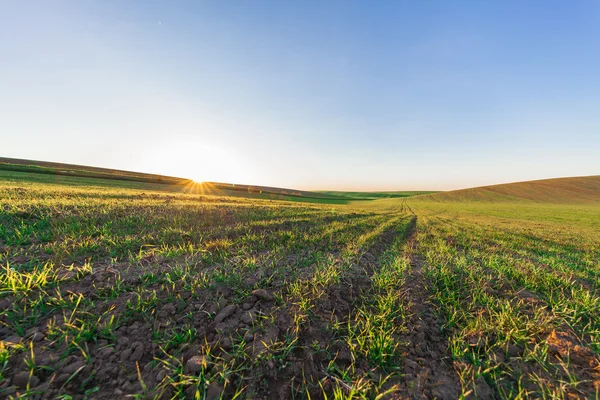 Groen veld en mooie zonsondergang — Stockfoto