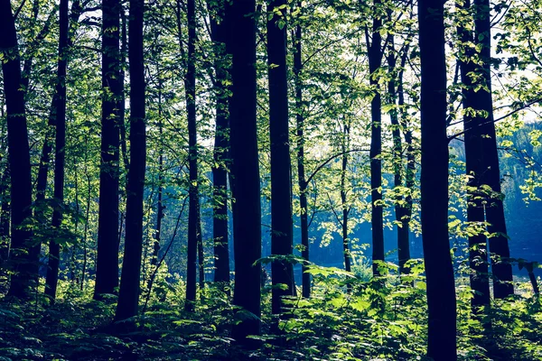 Bela floresta verde com luz solar — Fotografia de Stock