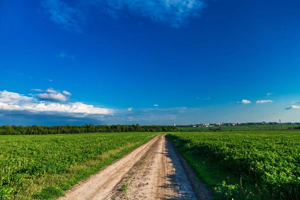 Grønn mark og vakker solnedgang – stockfoto