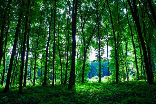 Красивый зеленый лес с солнечным светом — стоковое фото