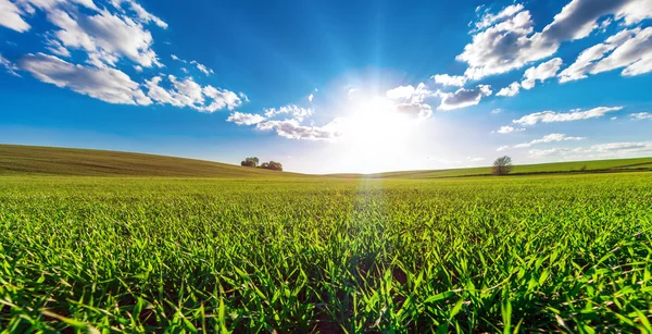 Toppen morgon grönt fält med blå himmel — Stockfoto