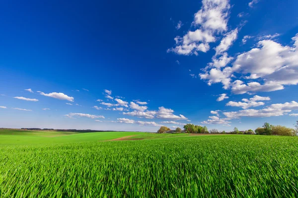 Green Field and Beautiful Sunset — Stock Photo, Image