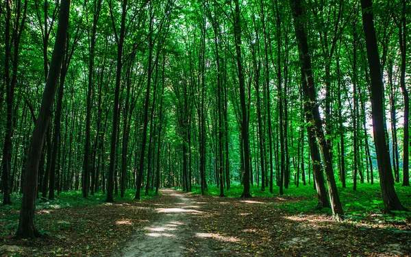 Beautiful green forest with sunlight — Stock Photo, Image