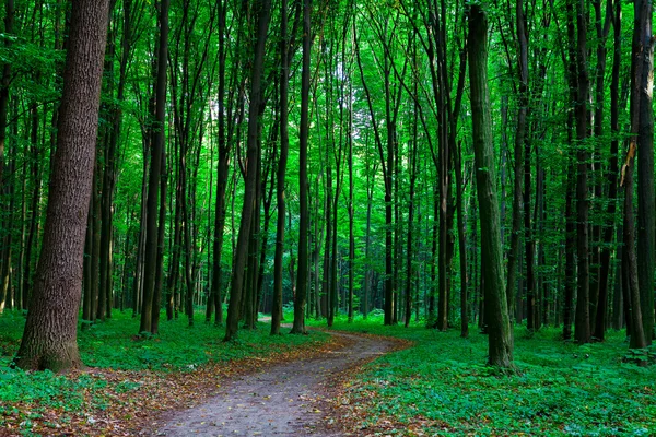 Piękny zielony las ze światłem słonecznym — Zdjęcie stockowe