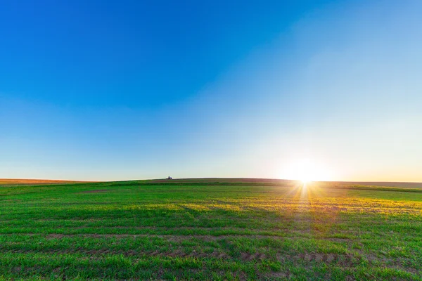 Prachtige ochtend groene veld met blauwe hemel — Stockfoto
