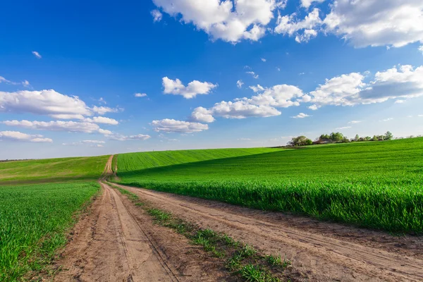 Green Field and Beautiful Sunset — Stock Photo, Image