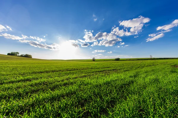 Campo verde e bellissimo tramonto — Foto Stock