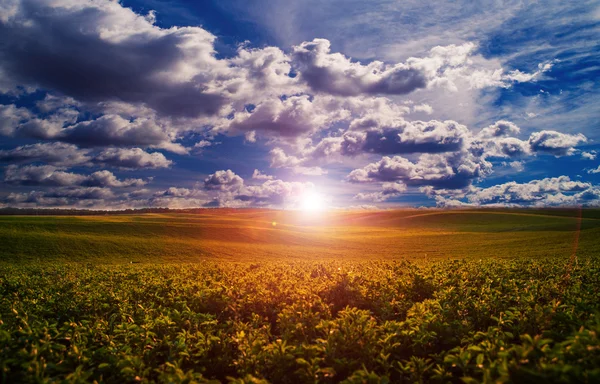 Campo verde e bellissimo tramonto — Foto Stock