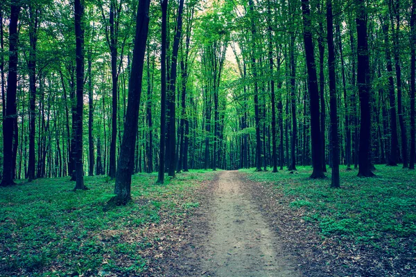 Beautiful green forest with sunlight — Stock Photo, Image