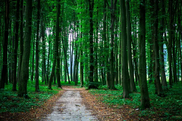 Belle forêt verte avec lumière du soleil — Photo