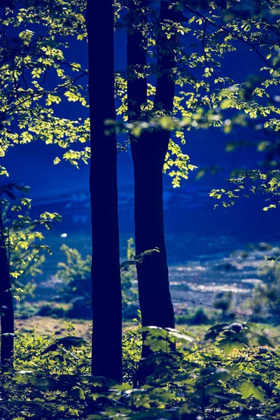 Belle forêt verte avec lumière du soleil — Photo