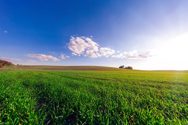 Beatiful morning green field with blue heaven — Stock Photo, Image