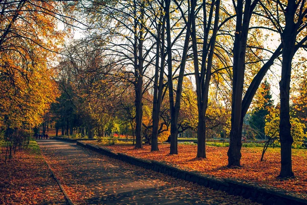 Nebbia piccola è in autunno nel parco — Foto Stock