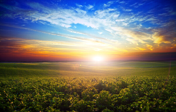 Campo verde e belo pôr do sol — Fotografia de Stock