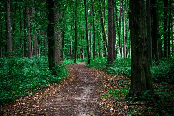 Bela floresta verde com luz solar — Fotografia de Stock