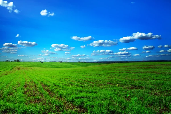 Groen veld en mooie zonsondergang — Stockfoto