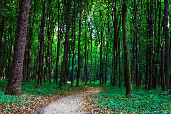 Bela floresta verde com luz solar — Fotografia de Stock