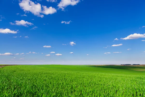 Grüne Wiese und schöner Sonnenuntergang — Stockfoto