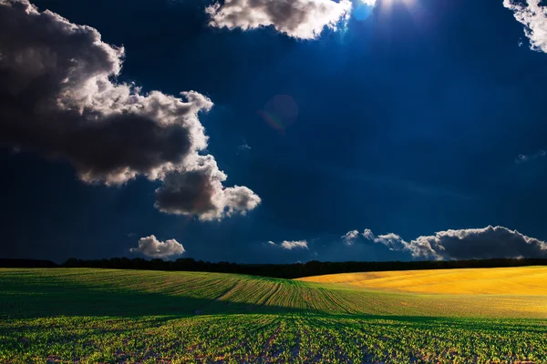 Campo verde e belo pôr do sol — Fotografia de Stock