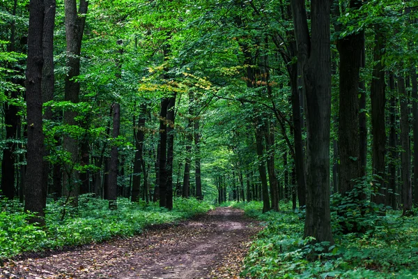 Bela floresta verde com luz solar — Fotografia de Stock