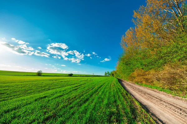 Beautiful morning green field — Stock Photo, Image