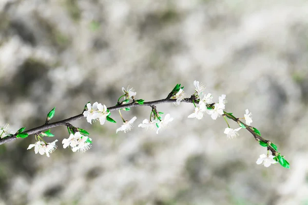 Branche avec fleurs en fleurs — Photo