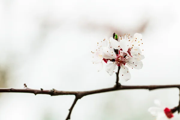 Branche avec fleurs en fleurs — Photo