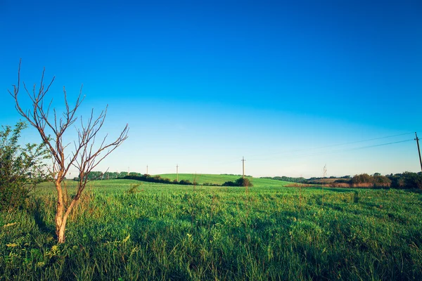 Vista de campo de verão — Fotografia de Stock