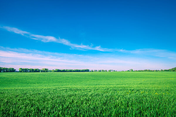 Summer field view