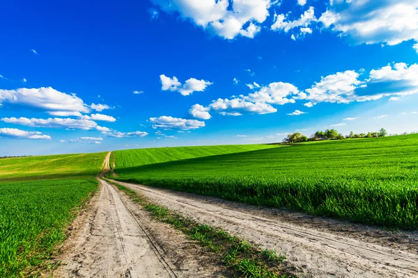 Summer field view Stock Photo