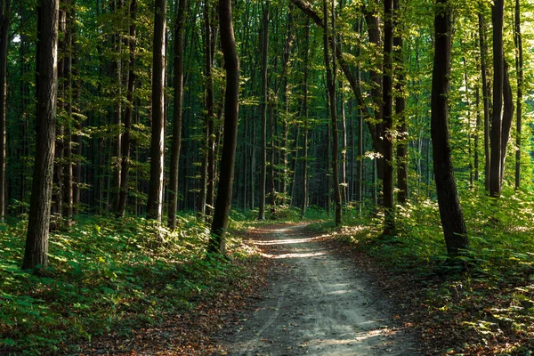 Waldbäume Natur Grün Holz Sonnenlicht Hintergrund — Stockfoto