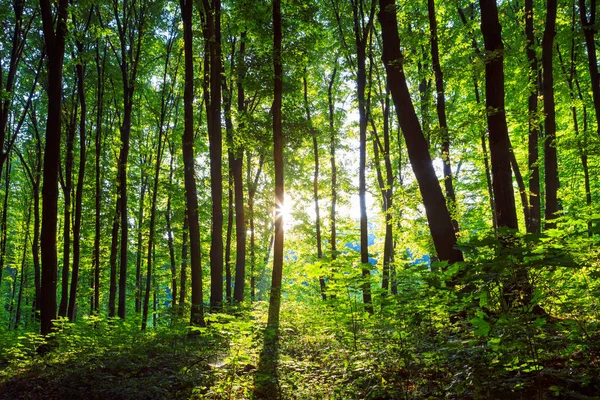 Bosbomen Natuur Groen Hout Zonlicht Achtergrond — Stockfoto