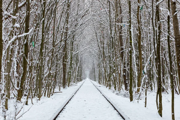 Železnice Zimním Lesním Tunelu Lásky — Stock fotografie