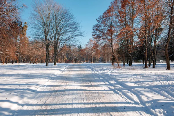 Route Enneigée Parmi Les Arbres Jour Hiver — Photo