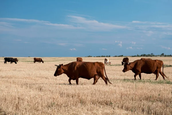Cows Yellow Field Blue Sky — Stock Photo, Image