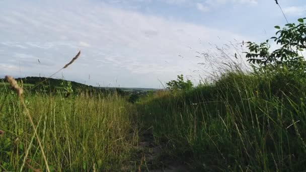 Öğleden sonra rüzgarda savrulan yeşil buğday kulakları. — Stok video