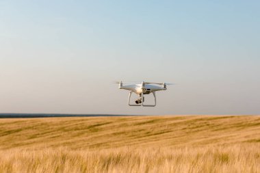 Yeşil mısır tarlasında İHA kuadkopteri