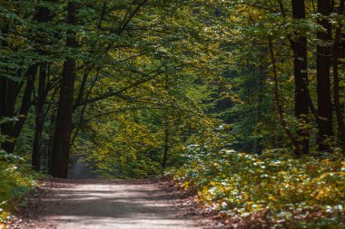 Orman ağaçları. Doğa yeşil ahşap güneş ışığı arka planı. dikey resim