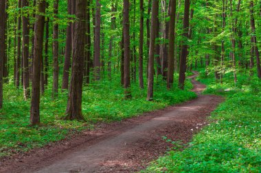 Orman ağaçları. Doğa yeşil ahşap güneş ışığı arka planı. dikey resim