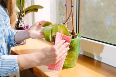 Genç kadın yeşil yapraklardaki tozu siliyor. Kapalı alandaki bitkilerin bakımı