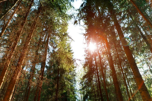 Alberi Della Foresta Natura Verde Legno Luce Solare Sfondo — Foto Stock