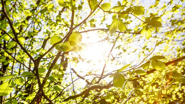 Gröna Blad Trädet — Stockfoto