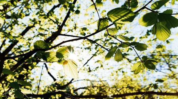 树上的绿叶 — 图库照片