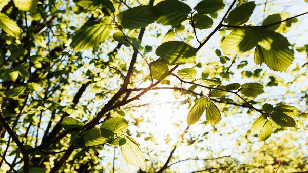 Grüne Blätter Baum — Stockfoto
