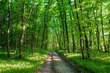 Orman ağaçları. doğa yeşil ahşap güneş ışığı arka planı.