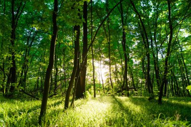 Orman ağaçları. doğa yeşil ahşap güneş ışığı arka planı.