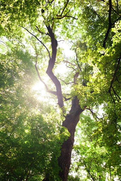 Skogsträd Natur Grönt Trä Solljus Bakgrund — Stockfoto