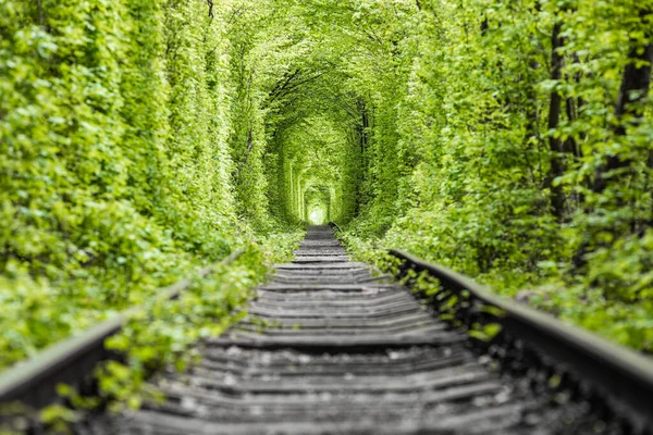 Uma Ferrovia Túnel Amor Floresta Primavera — Fotografia de Stock